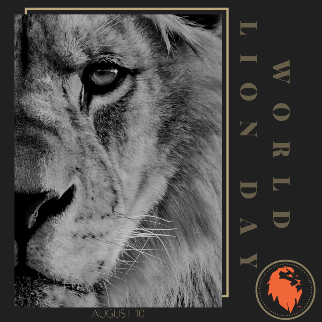 World Lion Day, a day celebrated at AO for what the lion symbolizes to us.